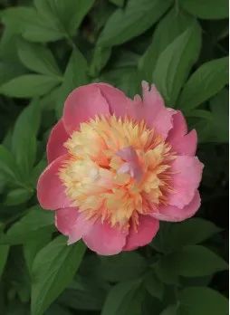 茛菪_茛菪这个字怎么读_茛
