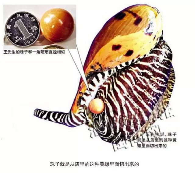 美乐珠_美乐珠_美乐珠