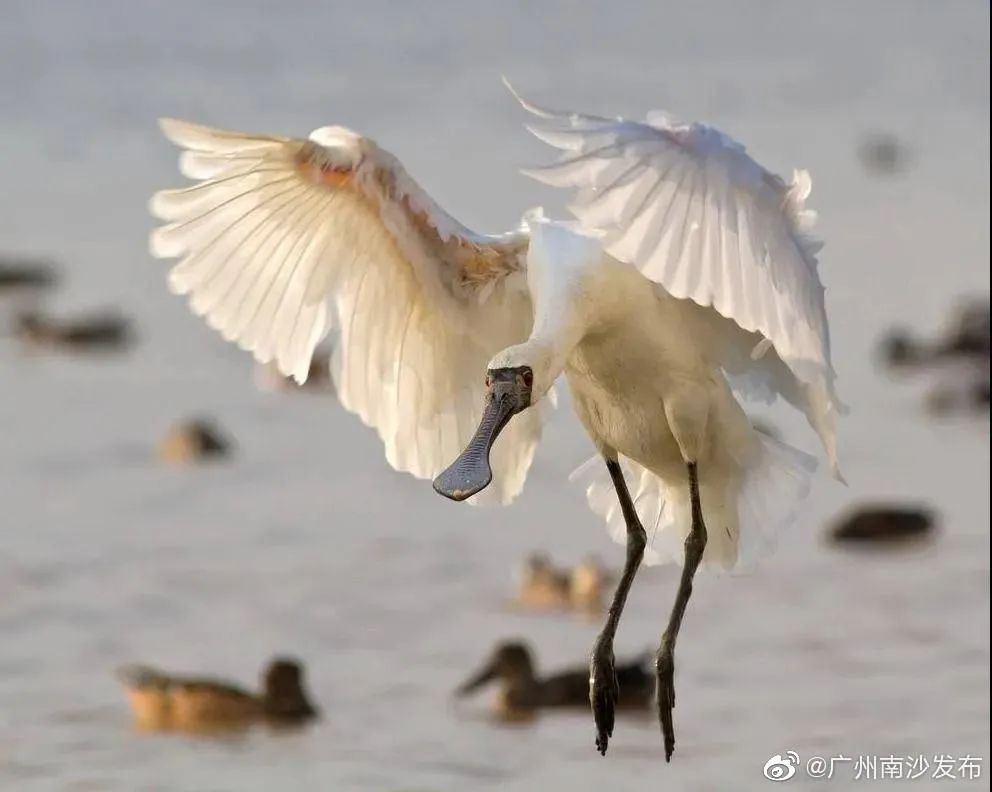迁徙候鸟东方白什么_候鸟迁徙_迁徙候鸟经历了什么