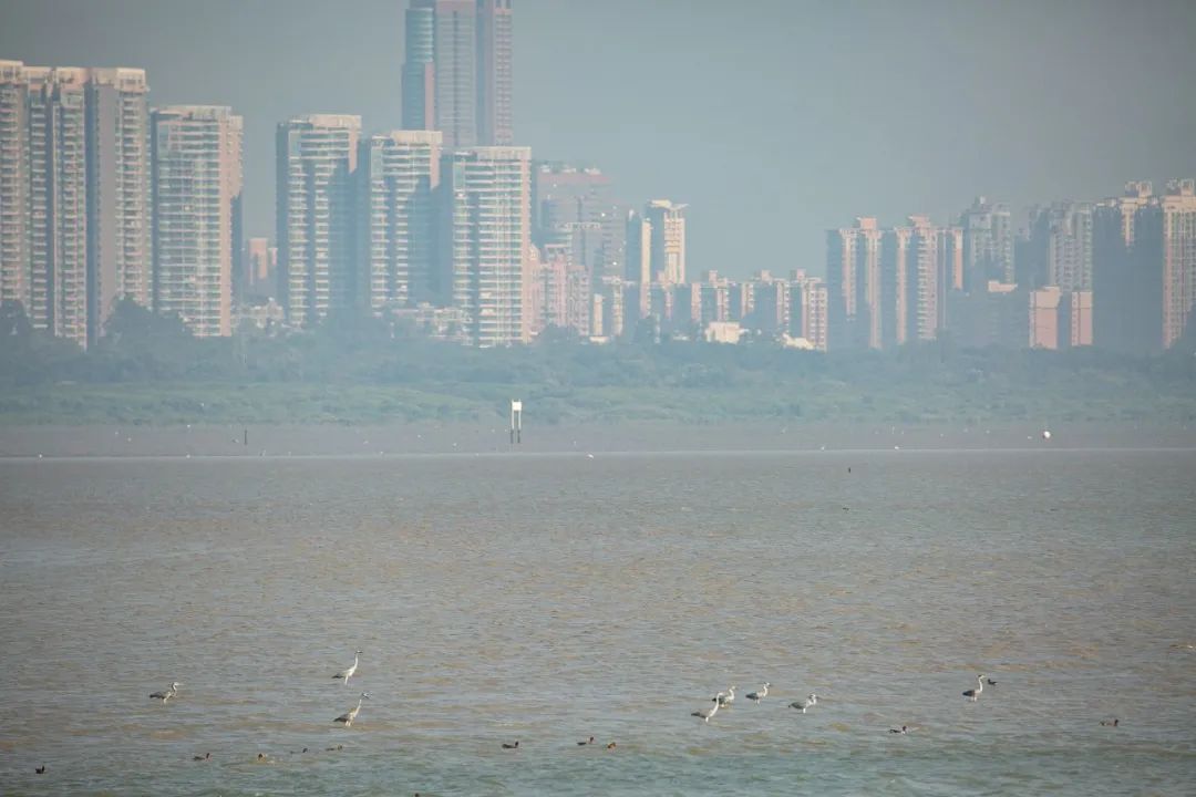 候鸟迁徙_迁徙候鸟经历了什么_迁徙候鸟东方白什么