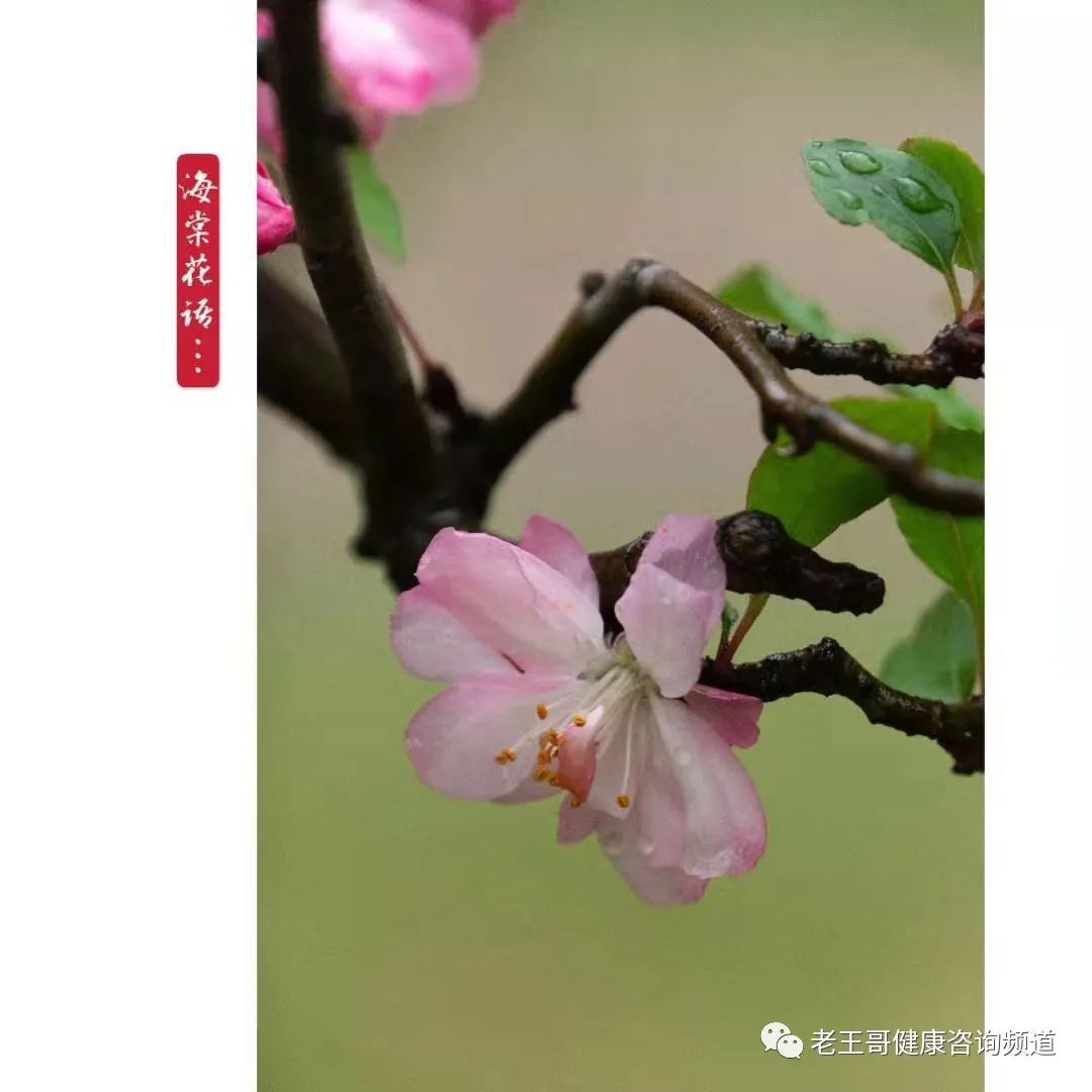 2021澳门生肖排码表_2020澳门生肖号码表_2022年澳门十二生肖表