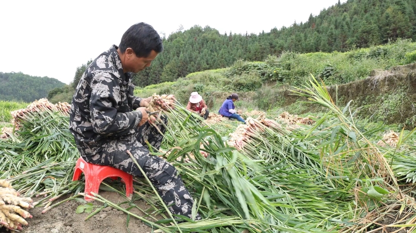 码市_码市官网_码市镇