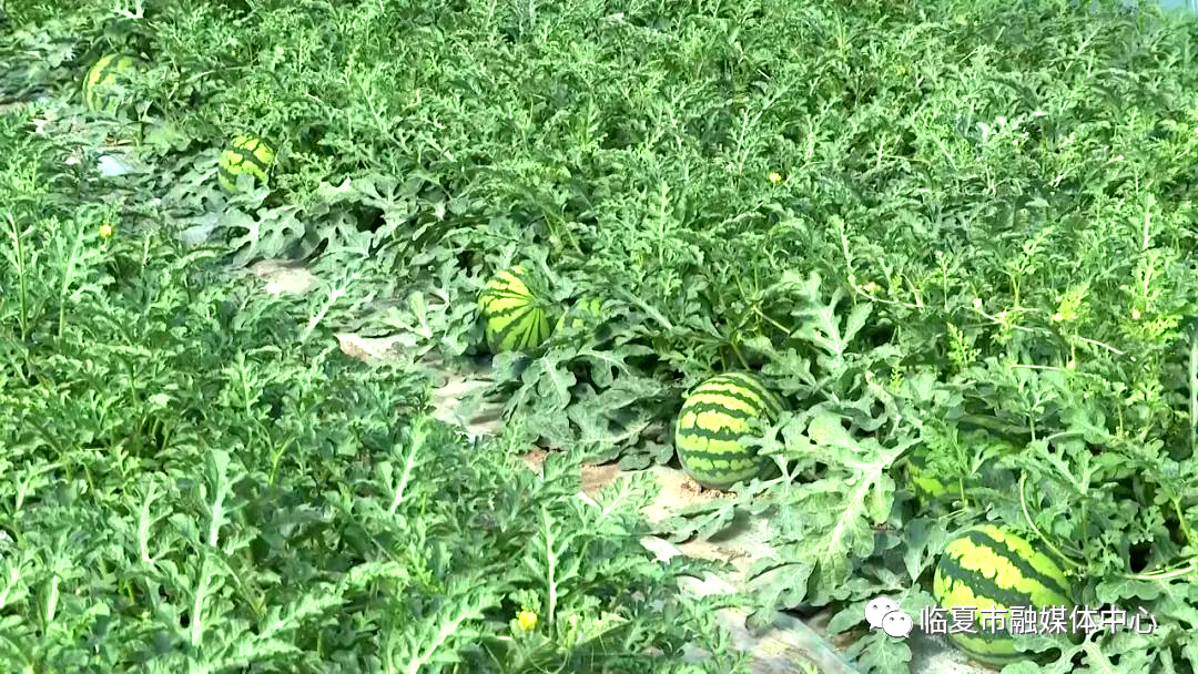 cdma系统软切换参数的优化_软优化_蜗牛精灵seo优化软
