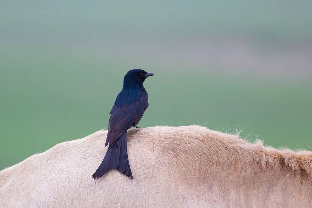 皮里阳秋打一动物_皮秋是什么动物_皮里阳秋的动物