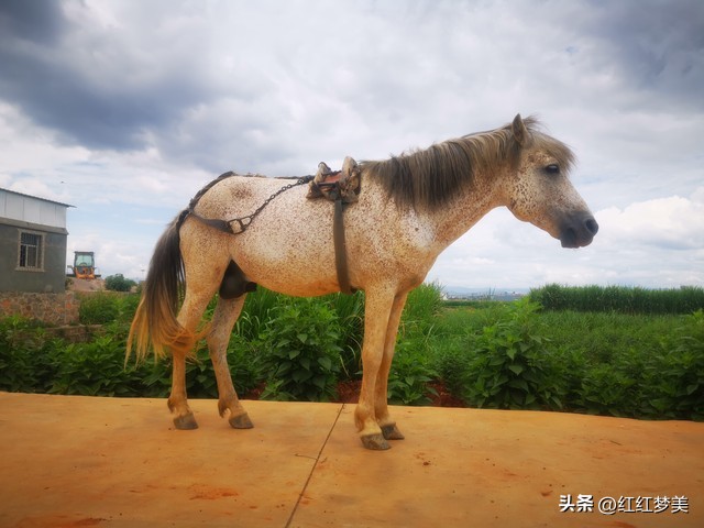 生肖奉承打阿谀的动物_阿谀奉承打一个生肖_阿谀奉承的生肖