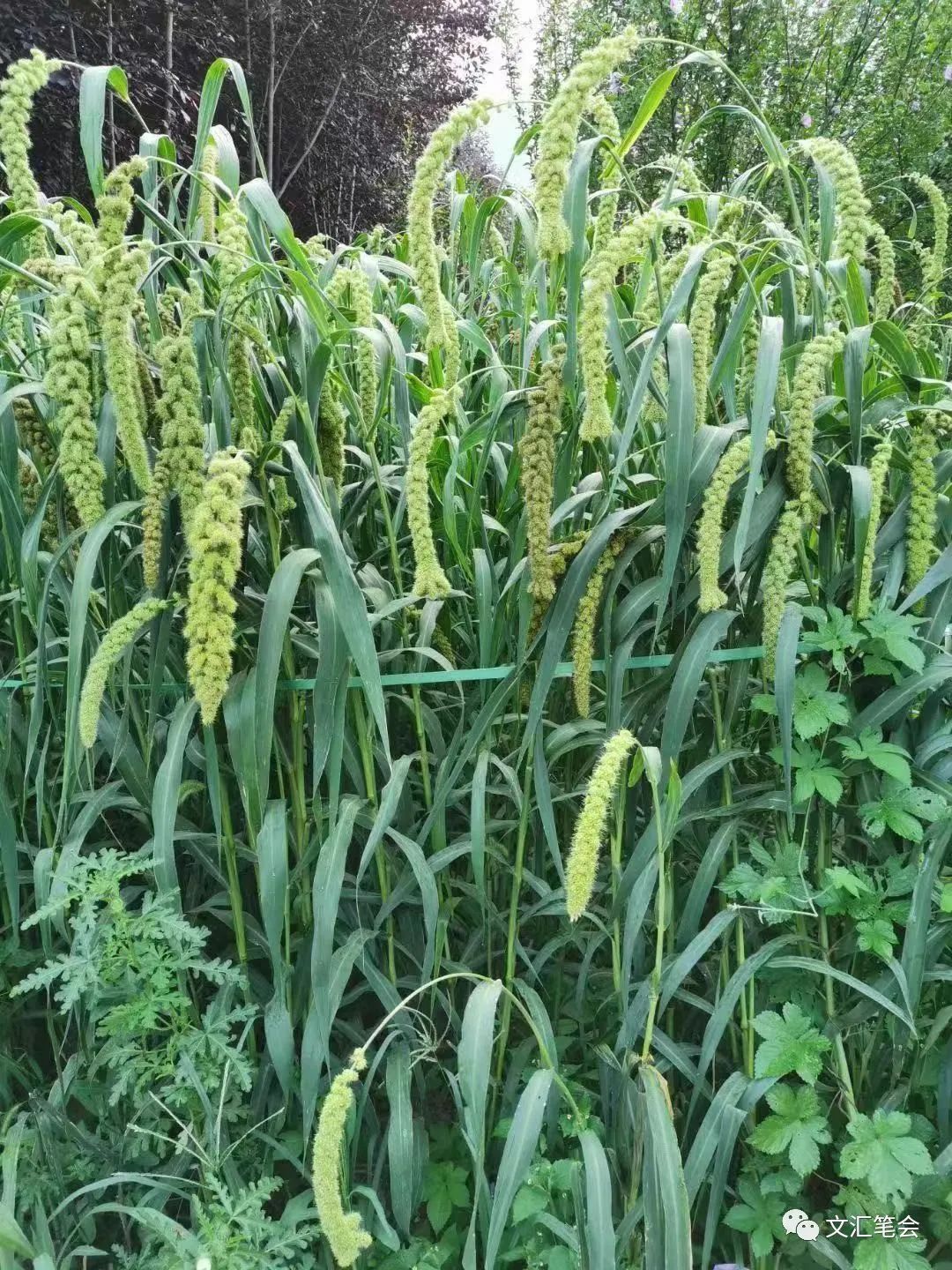 薿_薿的读音和意思_￡橀鰀薿什么意思